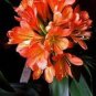 Clivia Miniata Plant Gorgeous Bonsai Rare Bush Lily Flower 200 Seeds