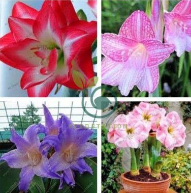 Multi Color Amaryllis Flower Bonsai Hippeastrum Barbados Lily (Not Bulbs) Flower 100 seeds