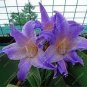 Multi Color Amaryllis Flower Bonsai Hippeastrum Barbados Lily (Not Bulbs) Flower 100 seeds