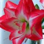 Multi Color Amaryllis Flower Bonsai Hippeastrum Barbados Lily (Not Bulbs) Flower 100 seeds