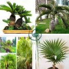 Palm Bonsai DIY Plant for Home Garden Decoration Bonsai Plants 20 seeds