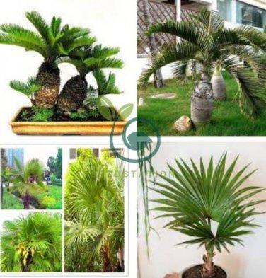 Palm Bonsai DIY Plant for Home Garden Decoration Bonsai Plants 20 seeds