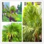 Palm Bonsai DIY Plant for Home Garden Decoration Bonsai Plants 20 seeds