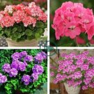 Geranium Garden Perennial Flower 210 seeds