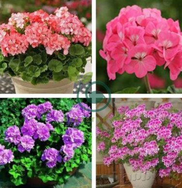 Geranium Garden Perennial Flower 210 seeds
