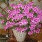 Geranium Garden Perennial Flower 210 seeds