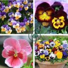 Beautiful Pansy Plant Mix Color Wavy Viola Tricolor Flower Flores Bonsai 200 seeds