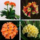 Medium Flower Real Bowl clivia pots Bonsai Garden Blooming Plant 2 Seeds