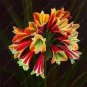 Medium Flower Real Bowl clivia pots Bonsai Garden Blooming Plant 2 Seeds