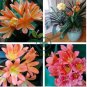 Medium Flower Real Bowl clivia pots Bonsai Garden Blooming Plant 2 seeds