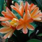 Medium Flower Real Bowl clivia pots Bonsai Garden Blooming Plant 2 seeds