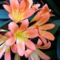 Medium Flower Real Bowl clivia pots Bonsai Garden Blooming Plant 2 seeds