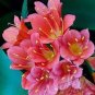 Medium Flower Real Bowl clivia pots Bonsai Garden Blooming Plant 2 seeds