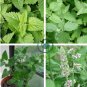 Cat Mint Aromaticpotted Plants Catnip Flores Heirloom 400 seeds