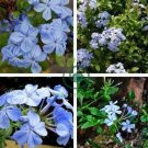 Plumbago auriculata 12000 Seeds