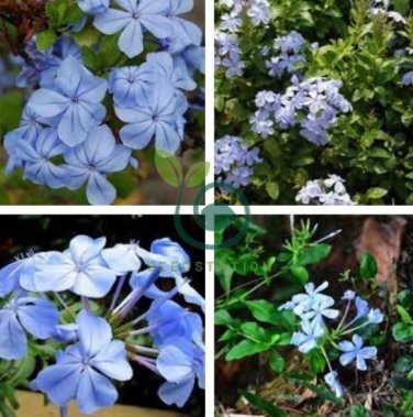 Plumbago auriculata 12000 Seeds