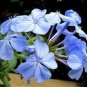 Plumbago auriculata 12000 Seeds