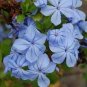 Plumbago auriculata 12000 Seeds