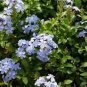 Plumbago auriculata 12000 Seeds