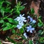 Plumbago auriculata 12000 Seeds