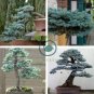 Rare Dark Blue Cypress Tree Bonsai Indoor Outdoor  100 Seeds