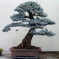 Rare Dark Blue Cypress Tree Bonsai Indoor Outdoor  100 Seeds