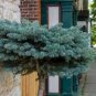 Rare Dark Blue Cypress Tree Bonsai Indoor Outdoor  100 Seeds