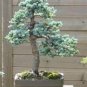 Rare Dark Blue Cypress Tree Bonsai Indoor Outdoor 100 Seeds