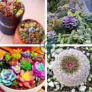 Rare Succulent Bonsai Flower Bonsai for Indoor Succulent Plants  200 seeds