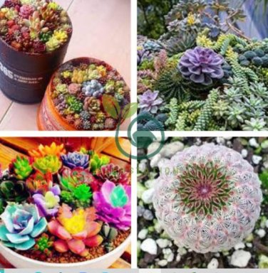 Rare Succulent Bonsai Flower Bonsai for Indoor Succulent Plants  200 seeds