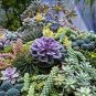 Rare Succulent Bonsai Flower Bonsai for Indoor Succulent Plants 200 seeds