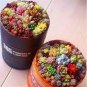 Rare Succulent Bonsai Flower Bonsai for Indoor Succulent Plants 200 seeds