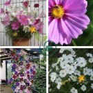 Exotic Galsang Flower Multiple Color Perennial  200 seeds