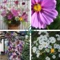 Exotic Galsang Flower Multiple Color Perennial  200 seeds