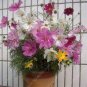 Exotic Galsang Flower Multiple Color Perennial  200 seeds