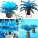 Sago Palm Tree Bonsai Mini Blue Cycas Bonsai 100 seeds