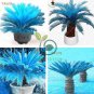 Sago Palm Tree Bonsai Mini Blue Cycas Bonsai 100 seeds