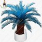 Sago Palm Tree Bonsai Mini Blue Cycas Bonsai 100 seeds