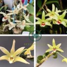 Dendrobium officinale 2 Seeds