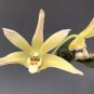 Dendrobium officinale 2 Seeds