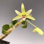 Dendrobium officinale 2 Seeds