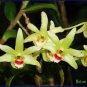 Dendrobium officinale 2 Seeds