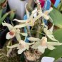 Dendrobium officinale 2 Seeds