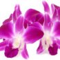 Dendrobium officinale (Flower Powder) Purple Flowers 2  Seeds