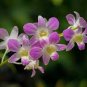Dendrobium officinale (Flower Powder) Purple Flowers 2  Seeds