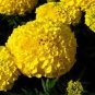 Bright Yellow Potted Marigold 100 Seeds