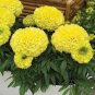 Bright Yellow Potted Marigold 100 Seeds