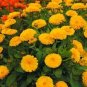 Bright Yellow Potted Marigold 100 Seeds