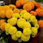 Bright Yellow Potted Marigold 100 Seeds