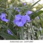 Spider Lily Flowers  Purple Color 200 Seeds